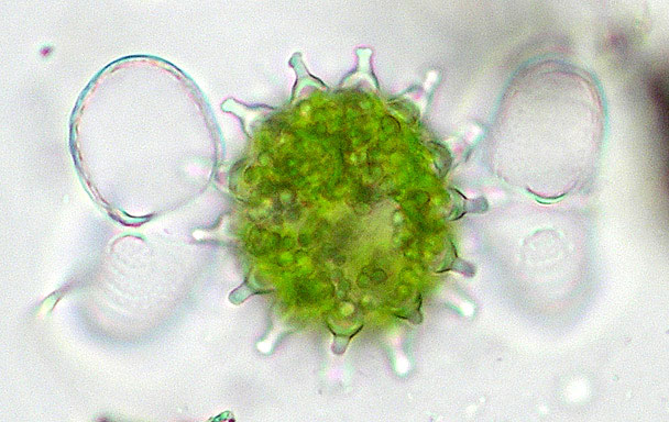 Cosmarium benedictum